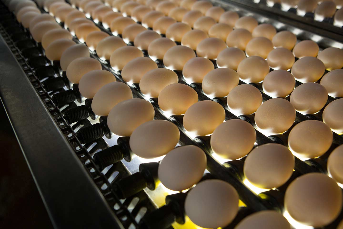 6R6A2301-1-egg-light